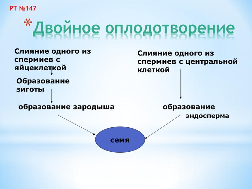 Двойное оплодотворение Слияние одного из спермиев с яйцеклеткой