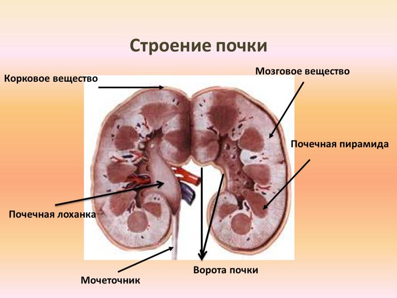 Строение почки Мозговое вещество