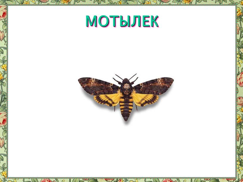 МОТЫЛЕК