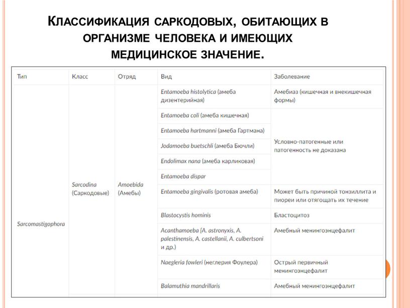 Классификация саркодовых, обитающих в организме человека и имеющих медицинское значение