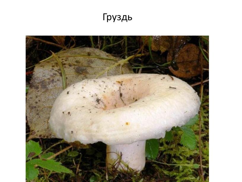 Груздь