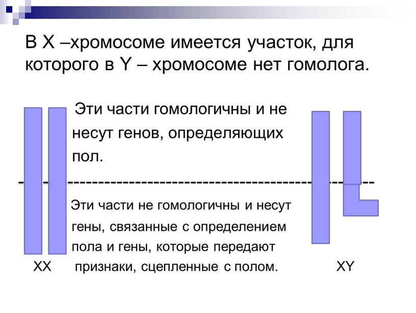 В Х –хромосоме имеется участок, для которого в