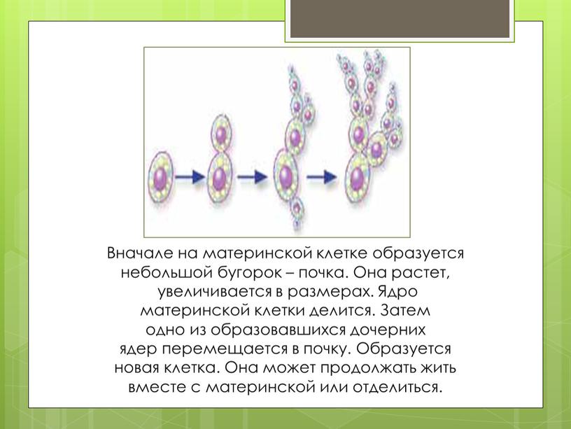 Вначале на материнской клетке образуется небольшой бугорок – почка