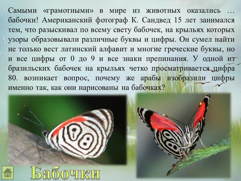 Самыми «грамотными» в мире из животных оказались … бабочки!