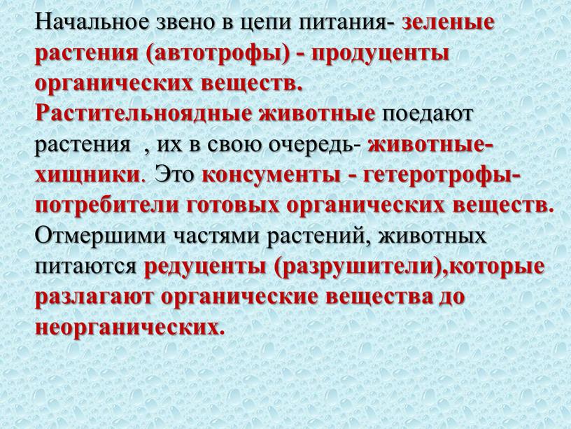 Начальное звено в цепи питания- зеленые растения (автотрофы) - продуценты органических веществ