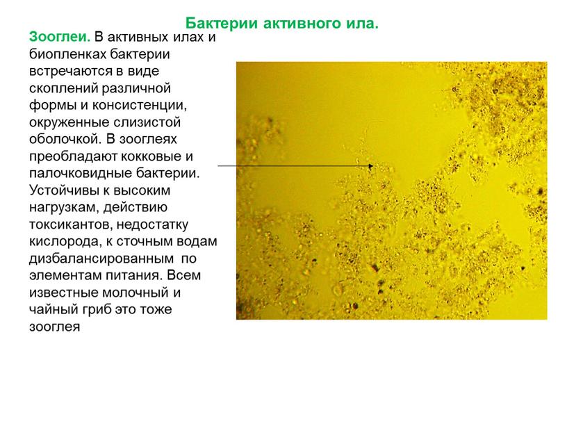 Зооглеи. В активных илах и биопленках бактерии встречаются в виде скоплений различной формы и консистенции, окруженные слизистой оболочкой