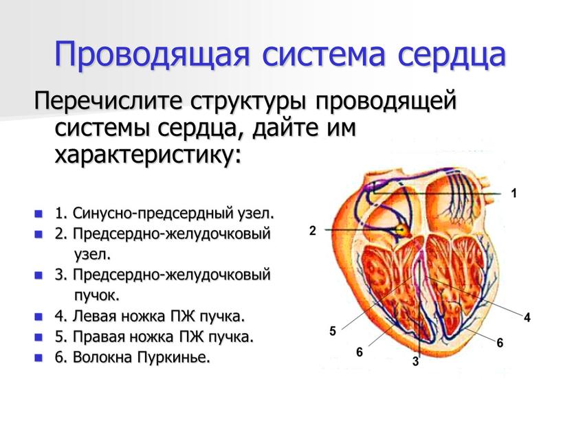 Проводящая система сердца Перечислите структуры проводящей системы сердца, дайте им характеристику: 1