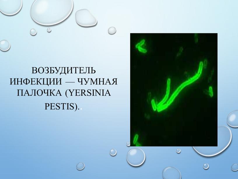 Возбудитель инфекции — чумная палочка (Yersinia pestis)