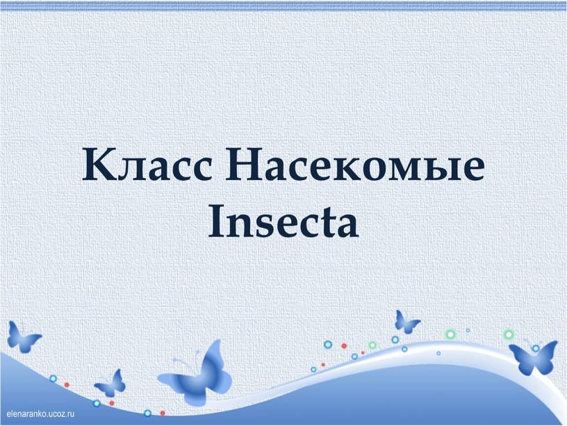 Класс Насекомые Insecta