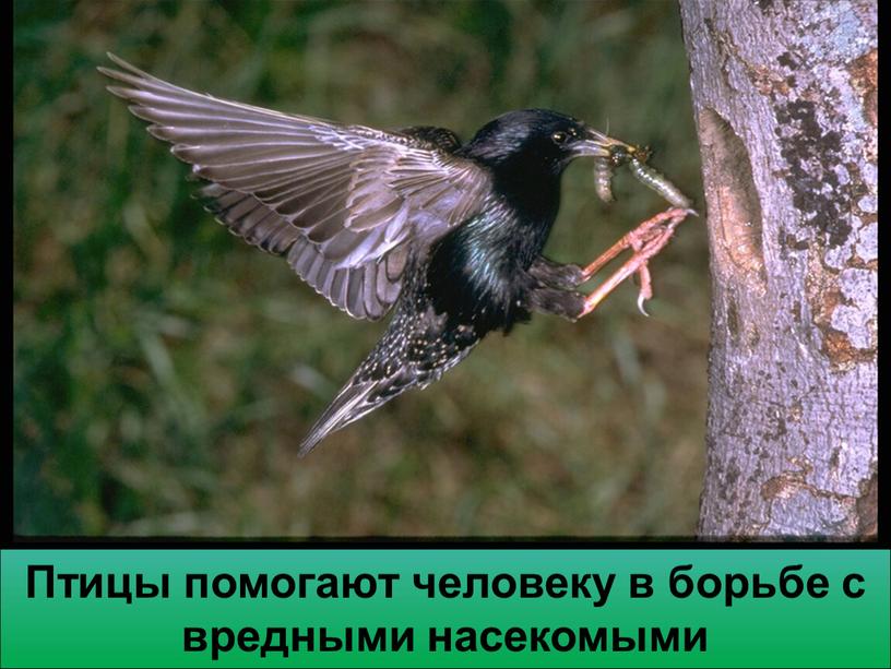 Птицы помогают человеку в борьбе с вредными насекомыми