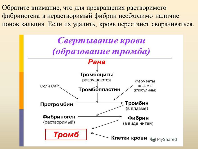 Обратите внимание, что для превращения растворимого фибриногена в нерастворимый фибрин необходимо наличие ионов кальция