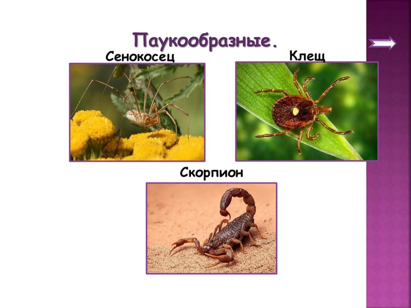 Сенокосец Паукообразные. Клещ Скорпион