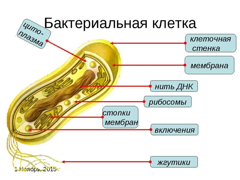 Презентация по биологии в 7 классе по теме "Бактерии"