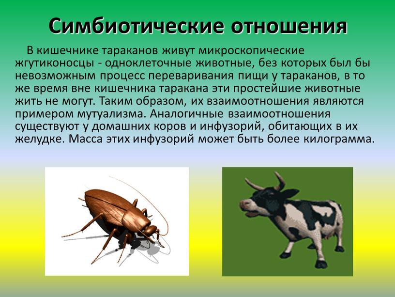 Симбиотические отношения В кишечнике тараканов живут микроскопические жгутиконосцы - одноклеточные животные, без которых был бы невозможным процесс переваривания пищи у тараканов, в то же время…