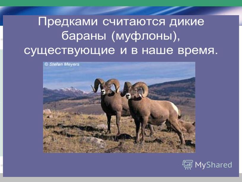 Презентация к уроку окружающего мира "Домашние животные" ФГОС 2 класс