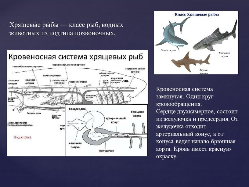 Хрящевы́е ры́бы — класс рыб, водных животных из подтипа позвоночных