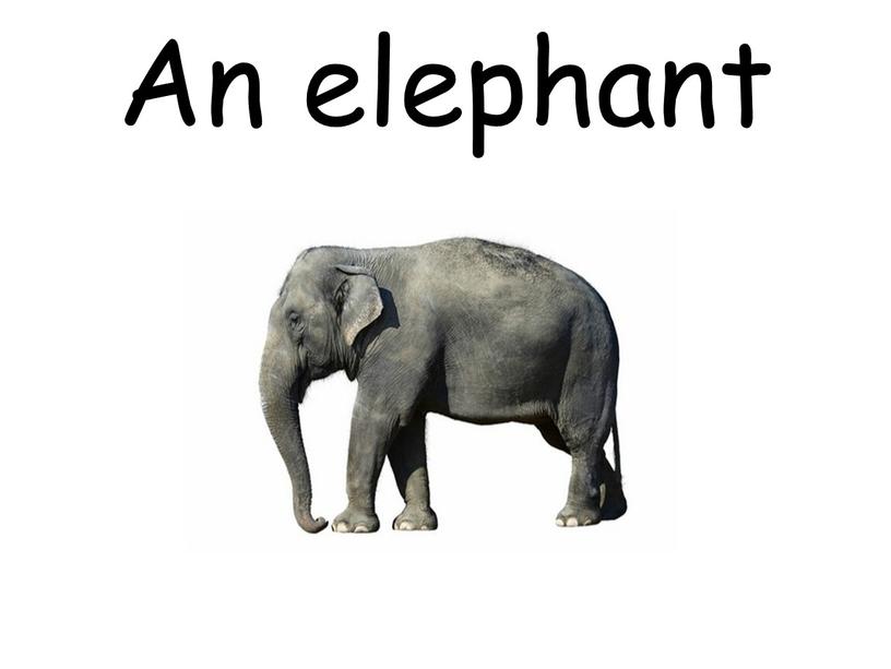 An elephant