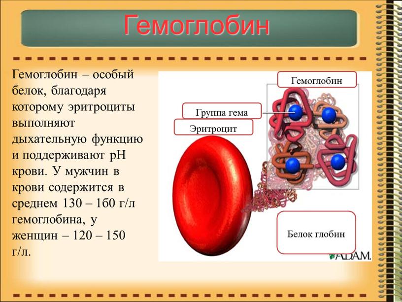 Гемоглобин Гемоглобин – особый белок, благодаря которому эритроциты выполняют дыхательную функцию и поддерживают рН крови