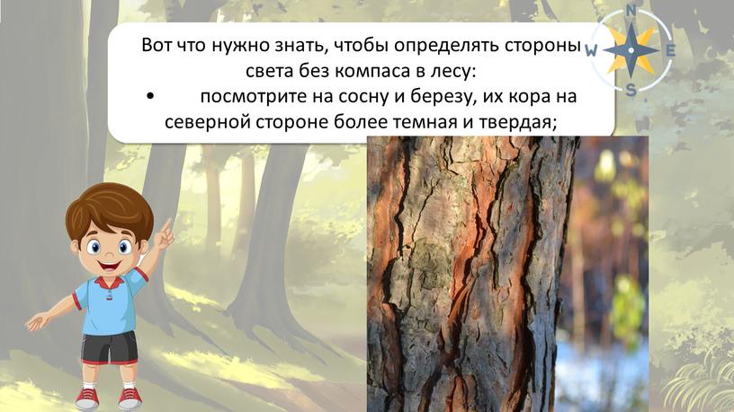 Ориентирование на местности Вот что нужно знать, чтобы определять стороны света без компаса в лесу: • посмотрите на сосну и березу, их кора на северной…