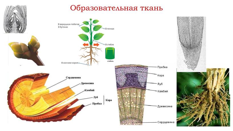 Образовательная ткань