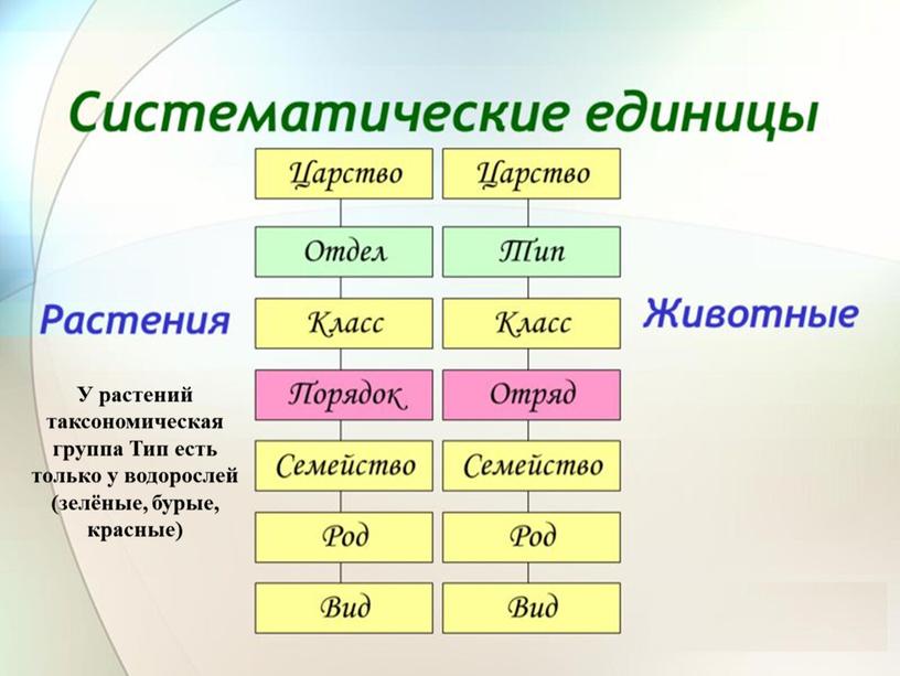 У растений таксономическая группа