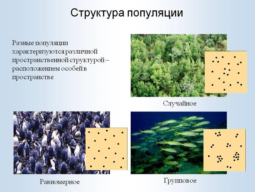 Презентация по биологии "Популяция - это население" (5 класс)