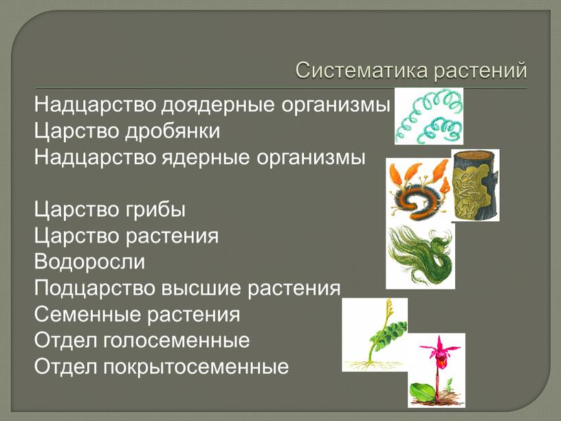 Систематика растений Надцарство доядерные организмы