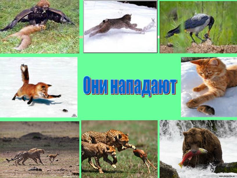 Они нападают