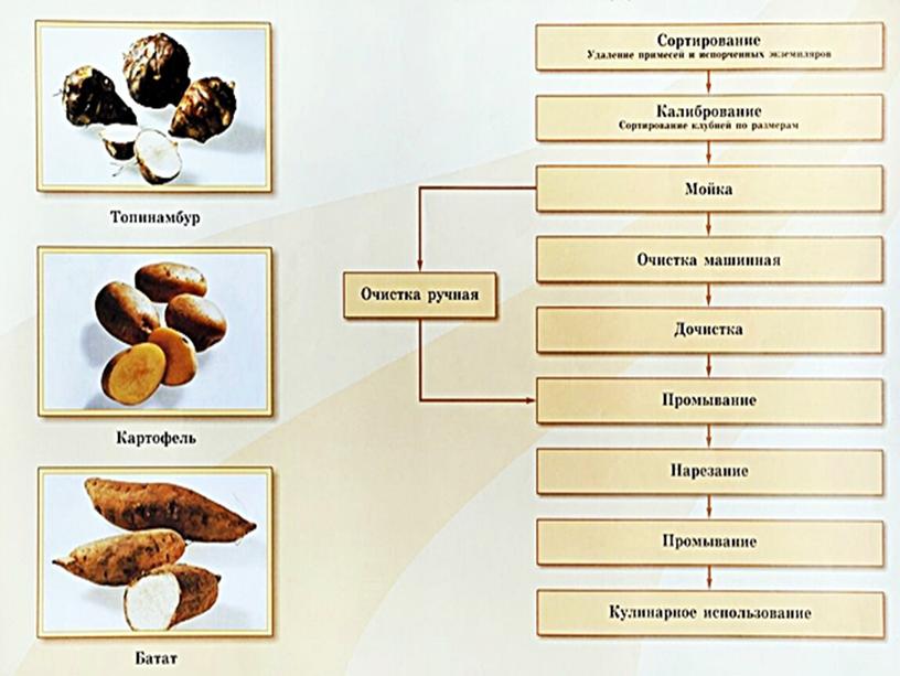 Механическая и кулинарная обработка корнеплодов и  клубнеплодов