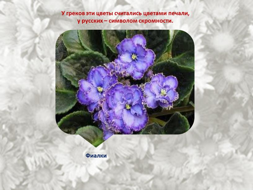 У греков эти цветы считались цветами печали, у русских – символом скромности