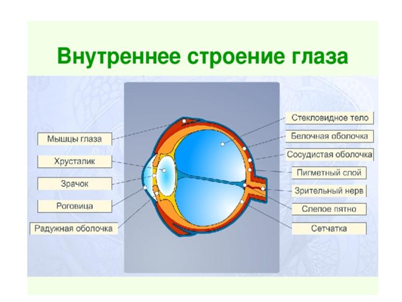 Презентации к уроку биологии по теме "Зрительный анализатор"