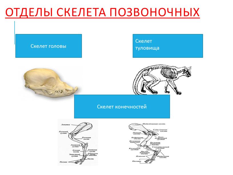 Отделы скелета позвоночных Скелет головы
