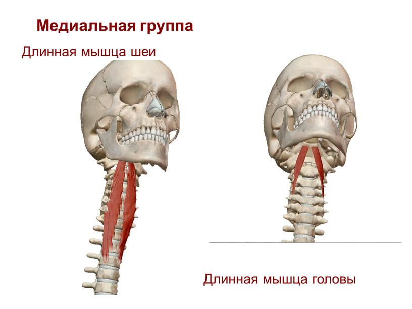 Медиальная группа Длинная мышца шеи