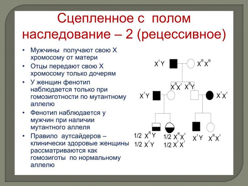 Презентация Генетика пола