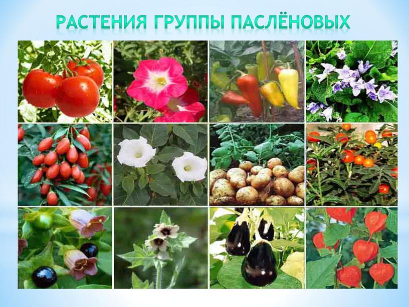 Растения группы паслёновых