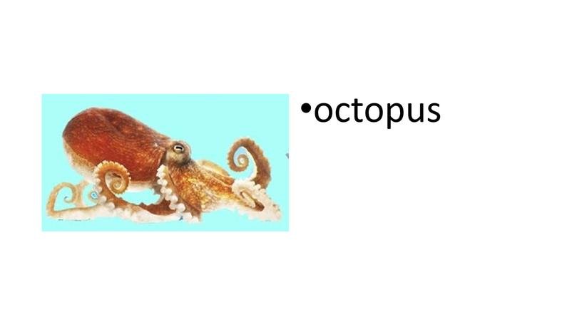 octopus