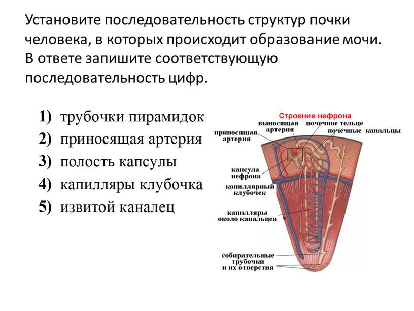 Установите последовательность структур почки человека, в которых происходит образование мочи