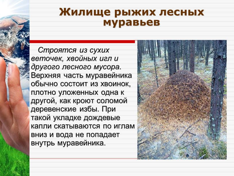 Жилище рыжих лесных муравьев Строятся из сухих веточек, хвойных игл и другого лесного мусора