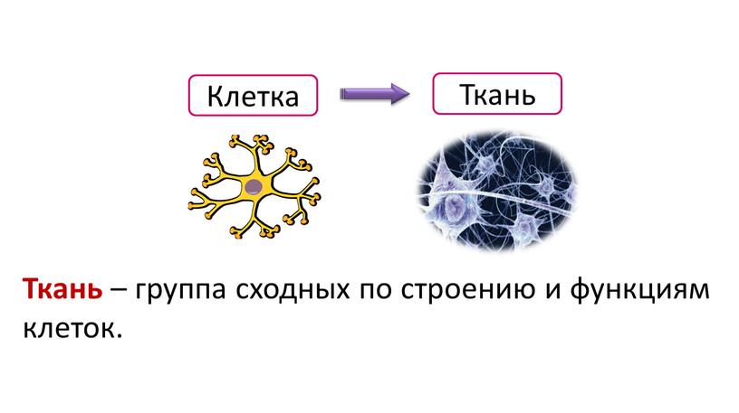 Клетка Ткань Ткань – группа сходных по строению и функциям клеток