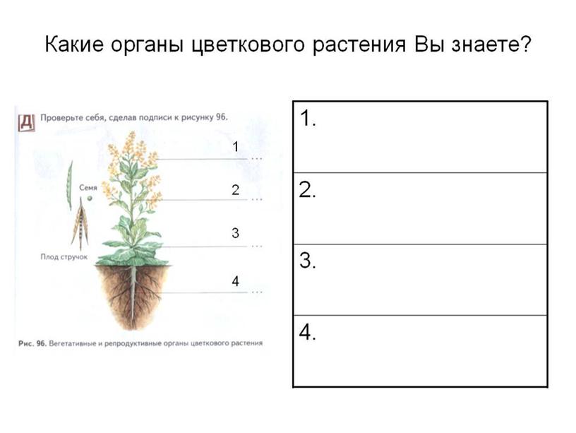 Царства растений