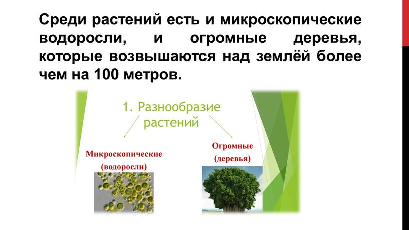 Среди растений есть и микроскопические водоросли, и огромные деревья, которые возвышаются над землёй более чем на 100 метров