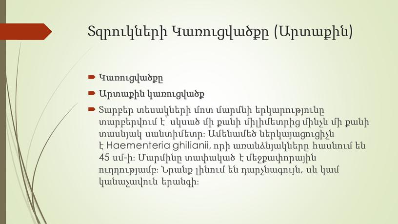 Haementeria ghilianii, որի առանձնյակները հասնում են 45 սմ-ի։ Մարմինը տափակած է մեջքափորային ուղղությամբ։ Նրանք լինում են դարչնագույն, սև կամ կանաչավուն երանգի։