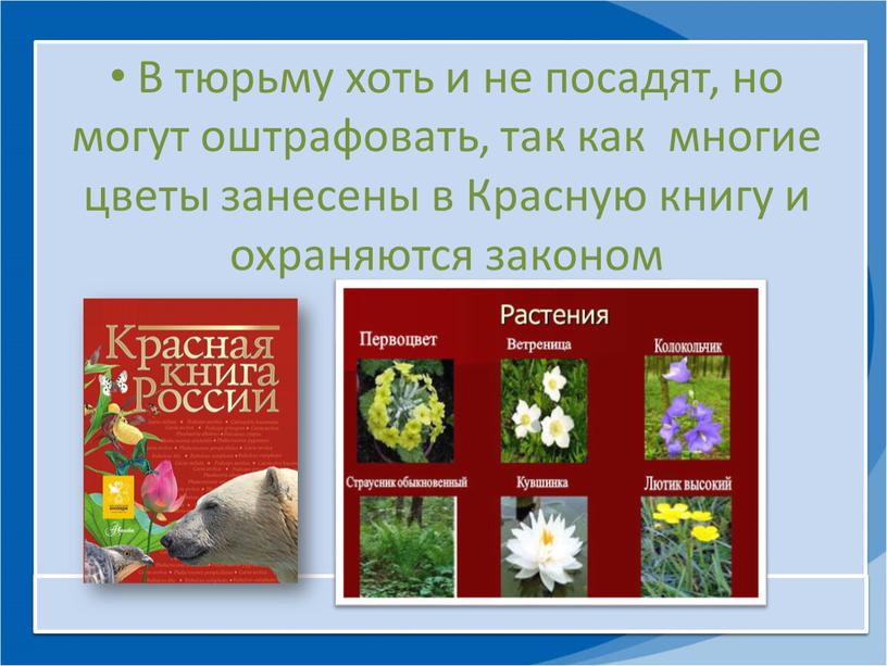 В тюрьму хоть и не посадят, но могут оштрафовать, так как многие цветы занесены в