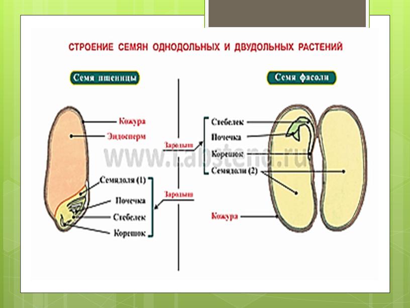 Вегетативные органы растений.