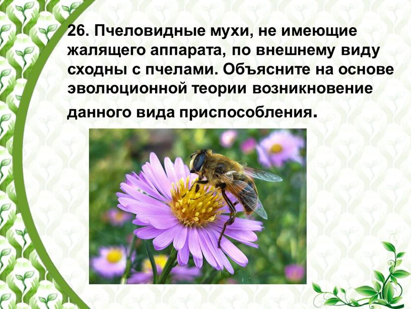 Пчеловидные мухи, не имеющие жалящего аппарата, по внешнему виду сходны с пчелами