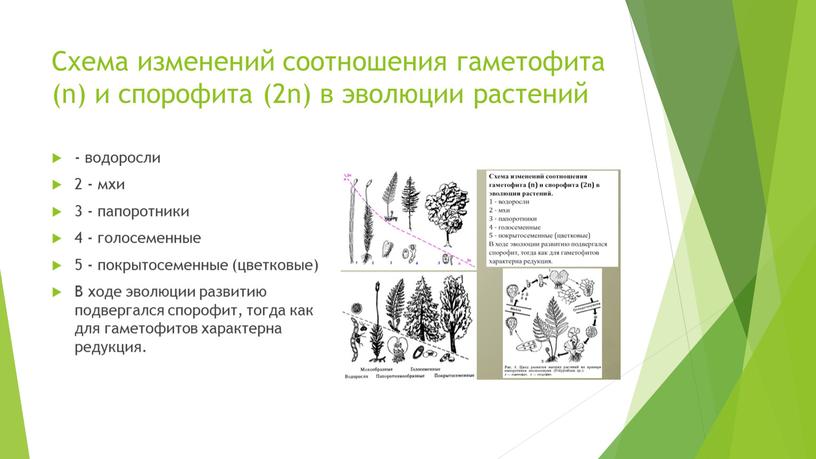 Схема изменений соотношения гаметофита (n) и спорофита (2n) в эволюции растений - водоросли 2 - мхи 3 - папоротники 4 - голосеменные 5 - покрытосеменные…