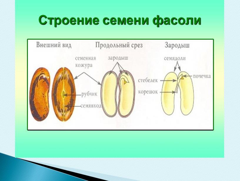 Презентация на тему "Плоды и семена" (6 класс, биология)