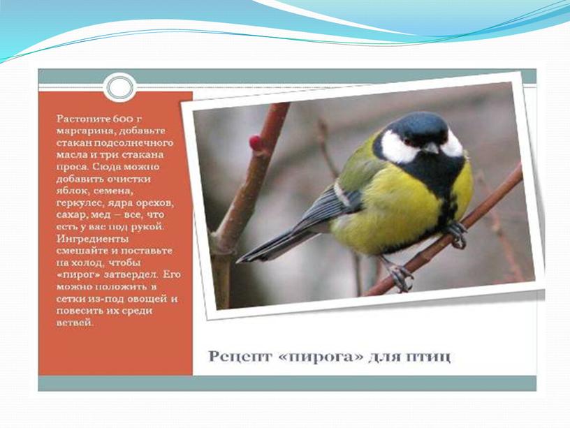 Урок-исследование по окружающему миру на тему: "Зимующие птицы"