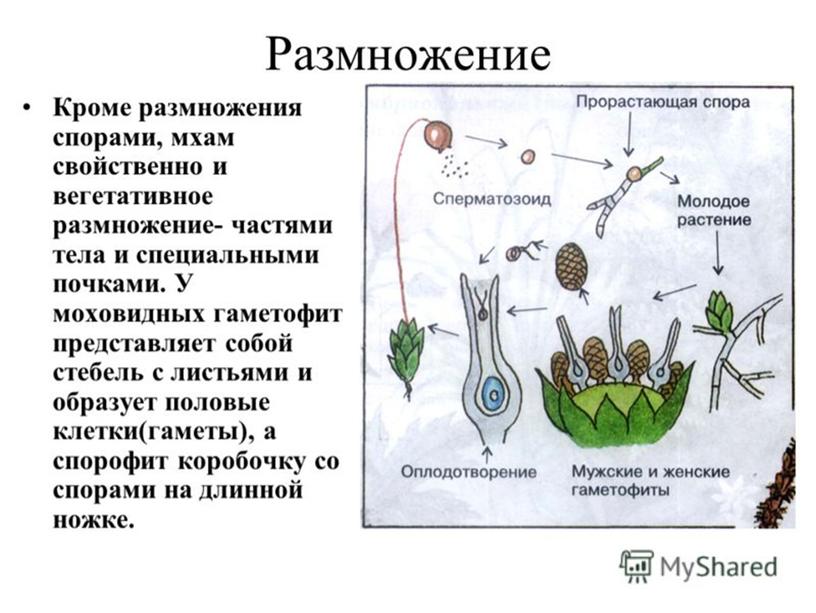 Высшие споровые растения