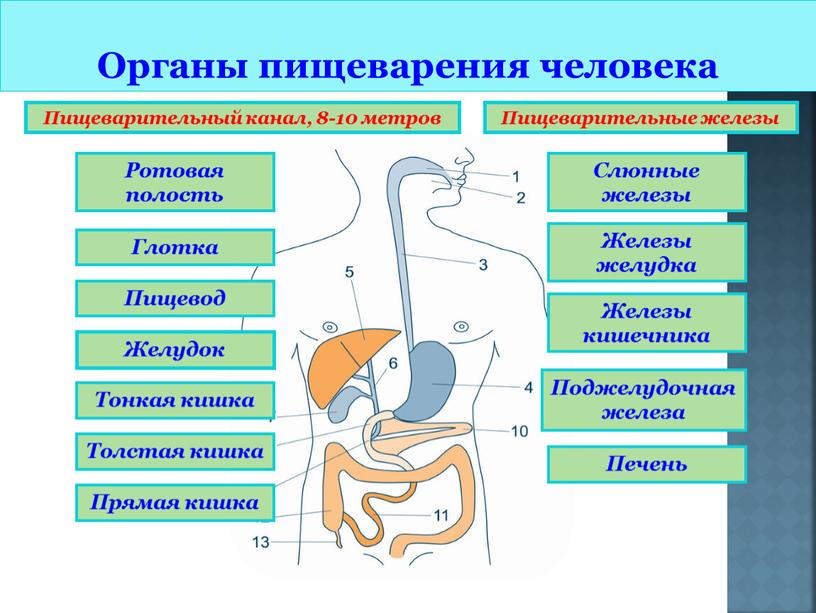 Органы пищеварения человека Пищеварительный канал, 8-10 метров